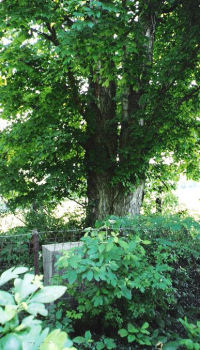 Wyatt Cemetery